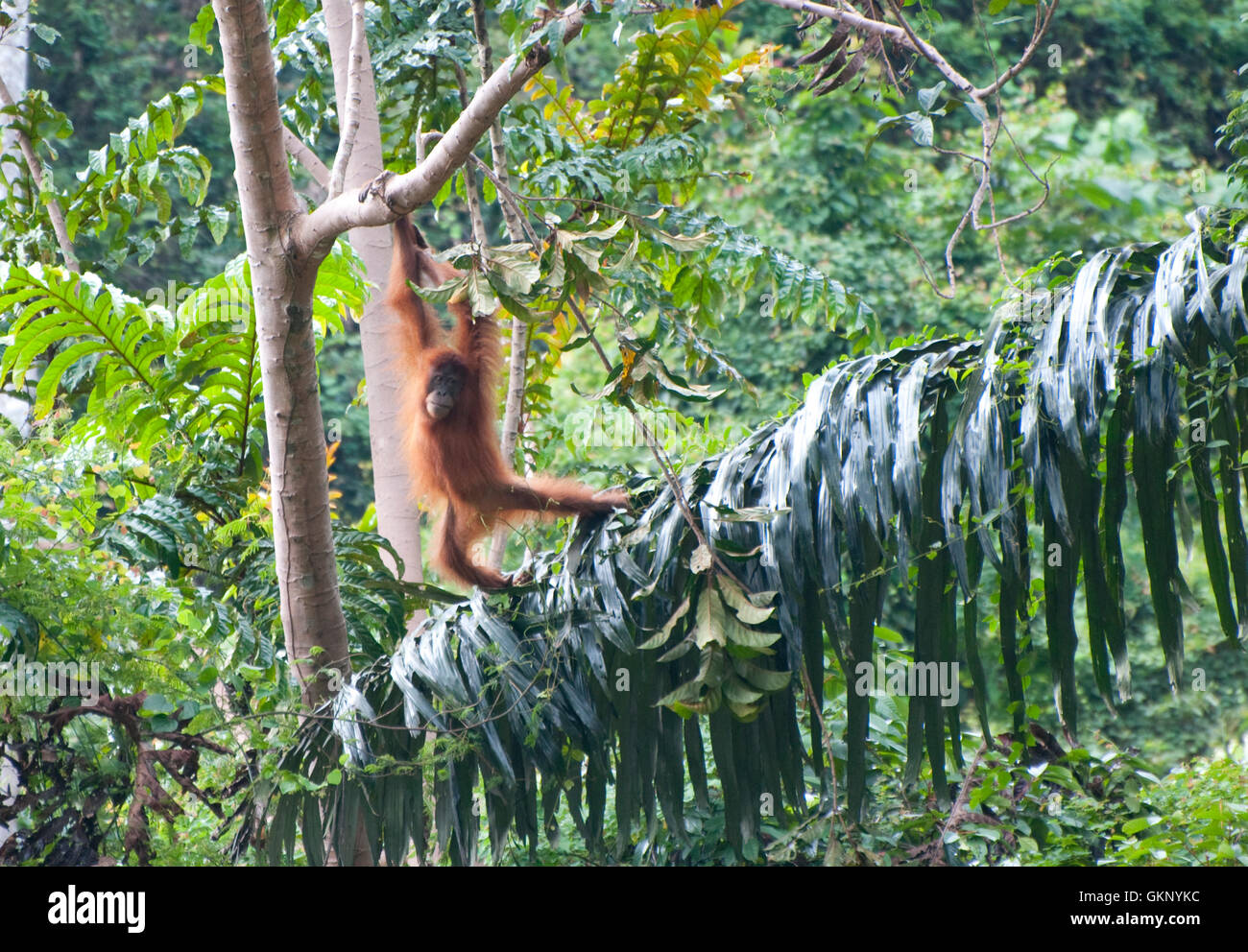 junge Sumatra Orang-Utan (Pongo Abelii) im Regenwald von Bukit Lawang, Sumatra Stockfoto