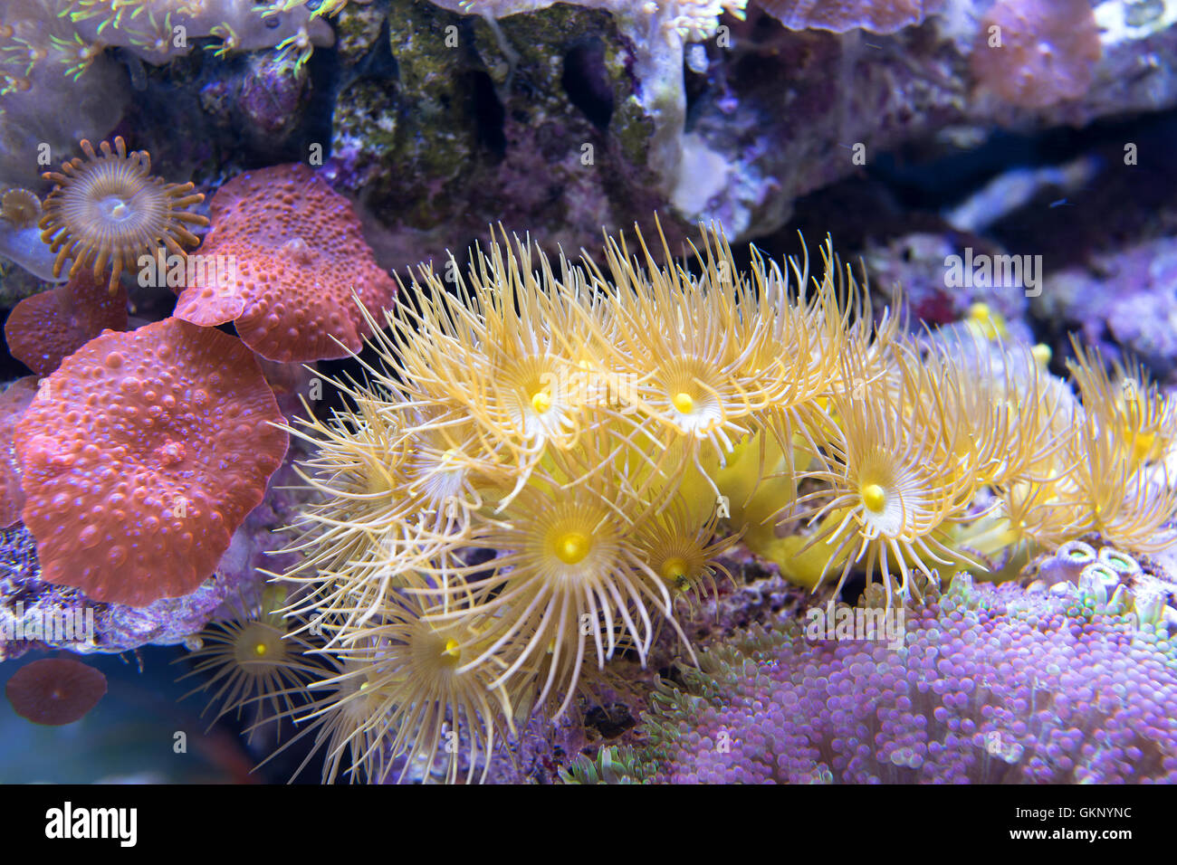 bunte Korallen. Riff und Algen Wasserpflanzen Stockfoto