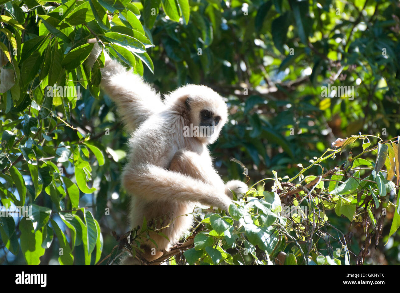 junge weiße-handed Gibbon (Hylobates Lar) im Nationalpark Khao Yai, Thailand Stockfoto