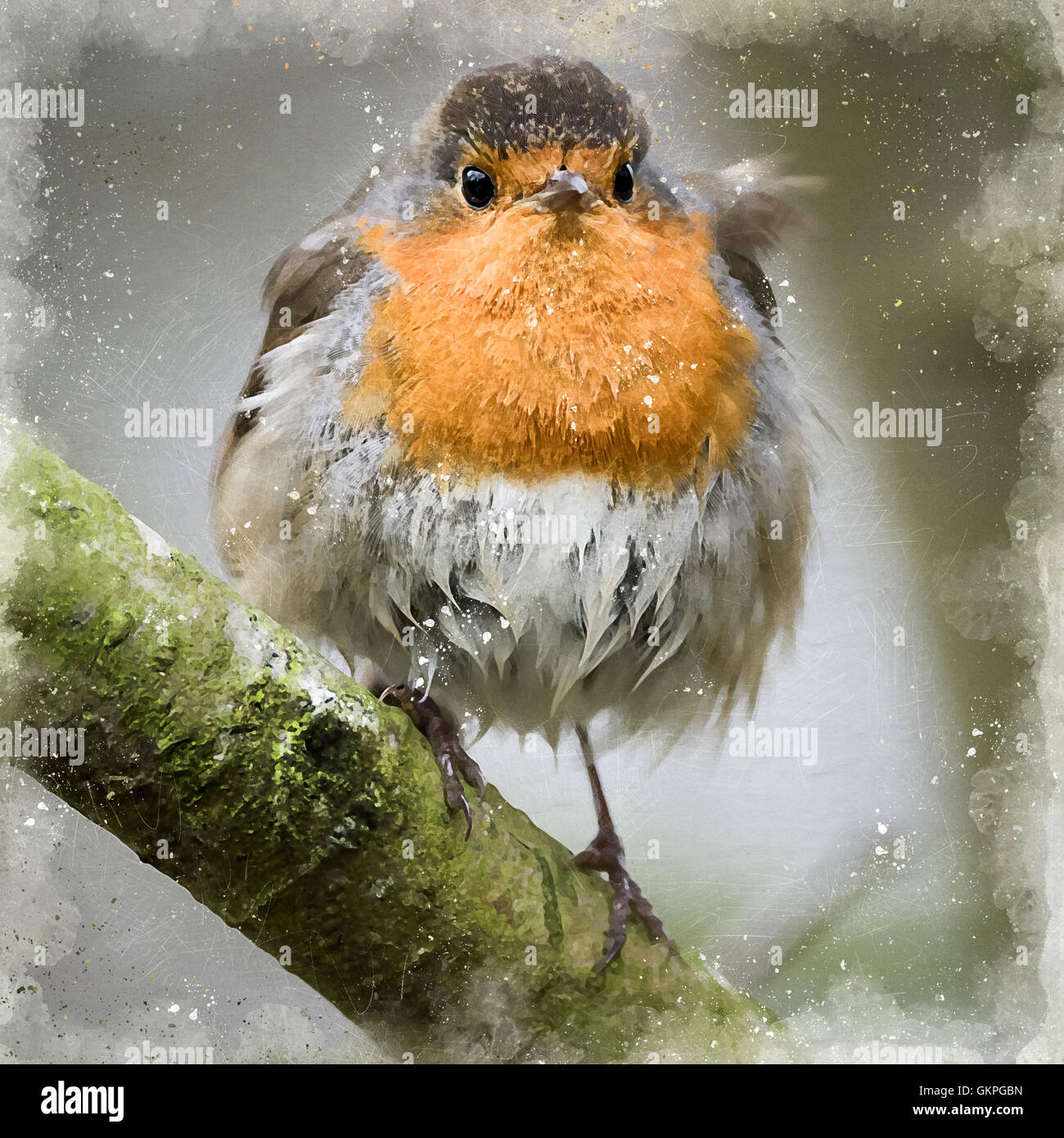 Digitale Aquarelle von Foto von einem Rotkehlchen Stockfoto