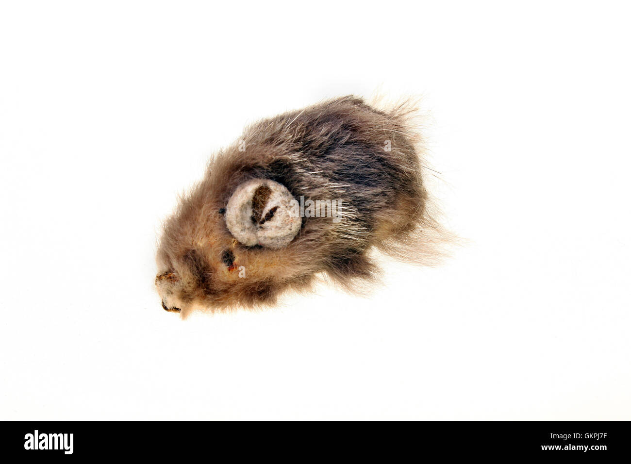 Closeup Spielzeug lustige Maus auf weißem Hintergrund Stockfoto