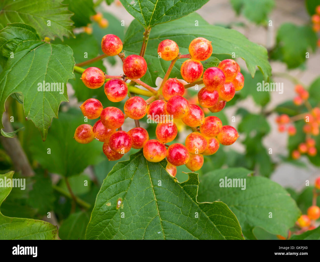 Früchte Beeren der Pflanze Viburnum Opulus Compactum oder kompakte Guelder Rose im Herbst Stockfoto