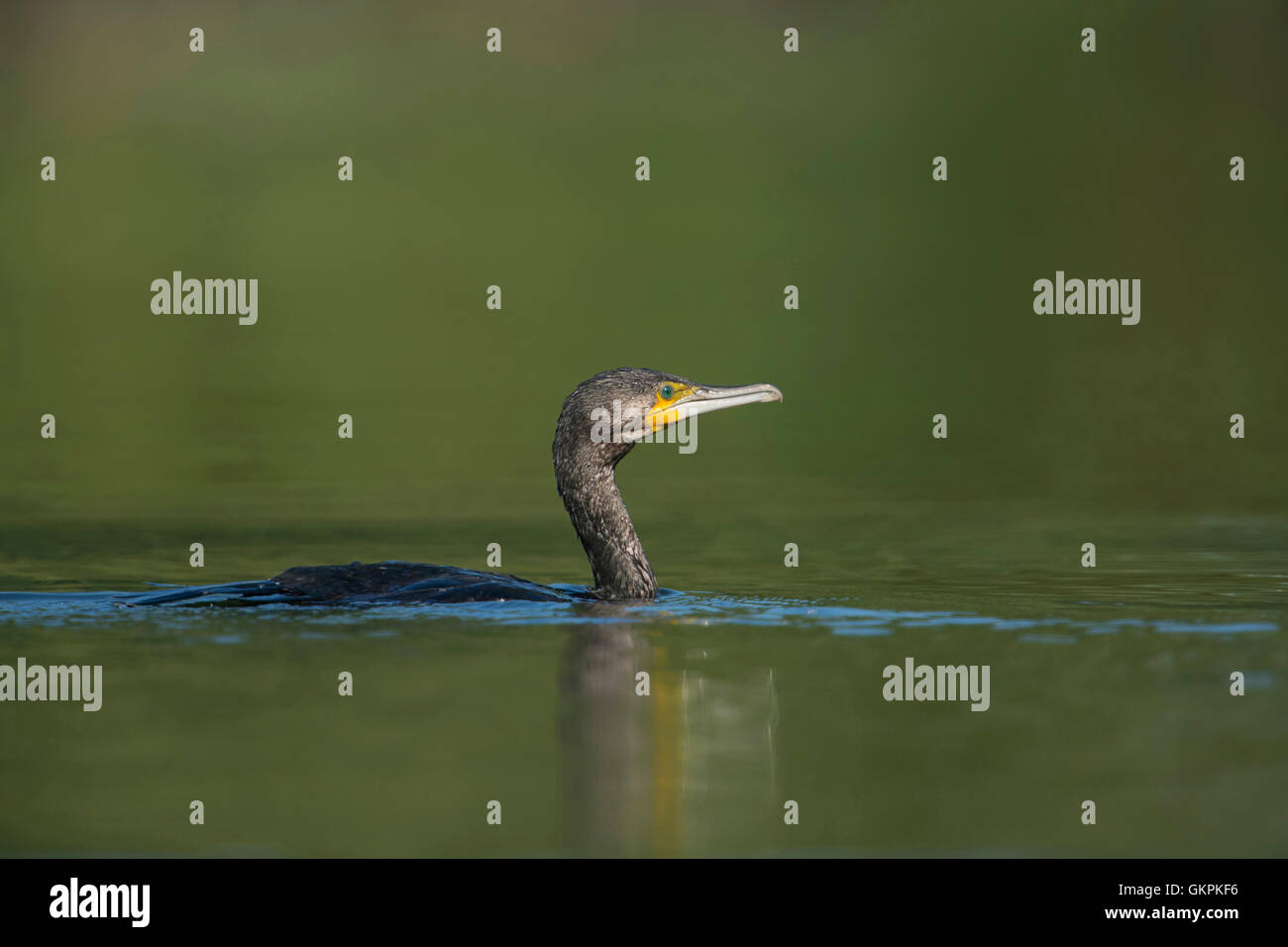 Der Kormoran ( Phalacrocorax carbo ) zeigt typisches Verhalten, in typischer Haltung, während er für die Jagd, Wildtiere, Europa schwimmt. Stockfoto
