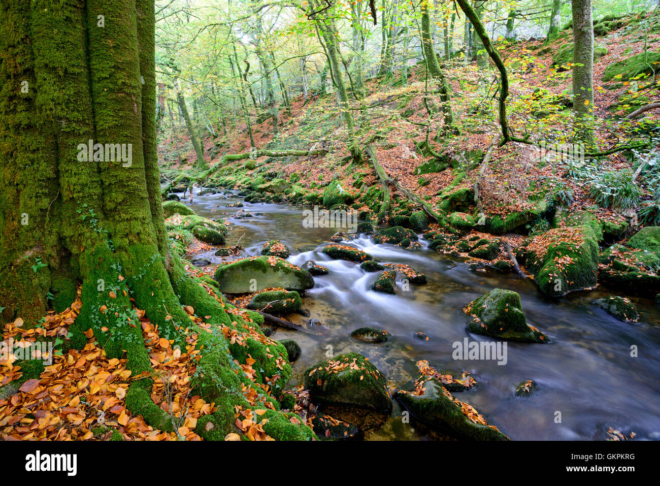Bemoosten Felsen und Herbst Blätter auf dem Fluß Plym bei Dewerstone auf Dartmoor Stockfoto