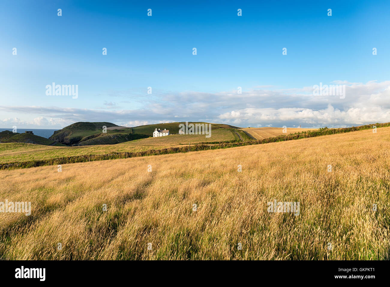 Klippe Felder über Port Quinn auf der Nordküste von Cornwall Stockfoto