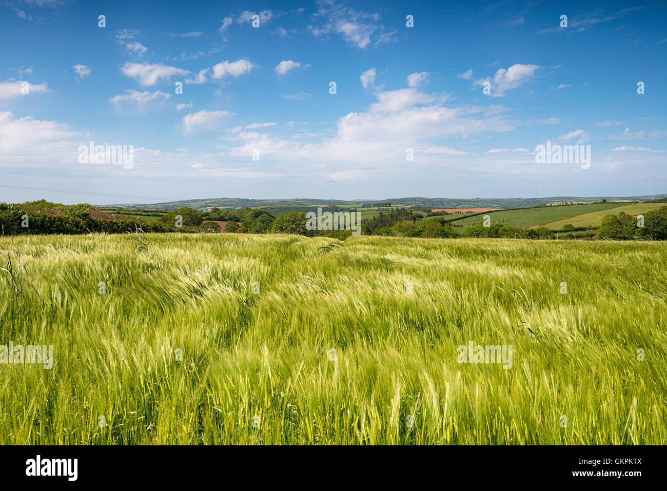 Ein üppig grünes Feld der Sommergerste Anbau in der Nähe von West Bierschenke in der kornischen Landschaft Stockfoto