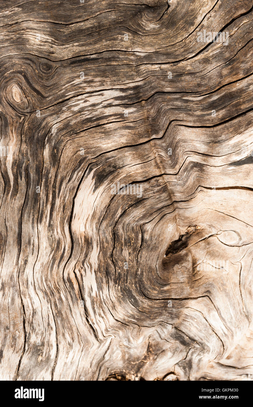 Korn-Detail eines Olivenbaums Stockfoto