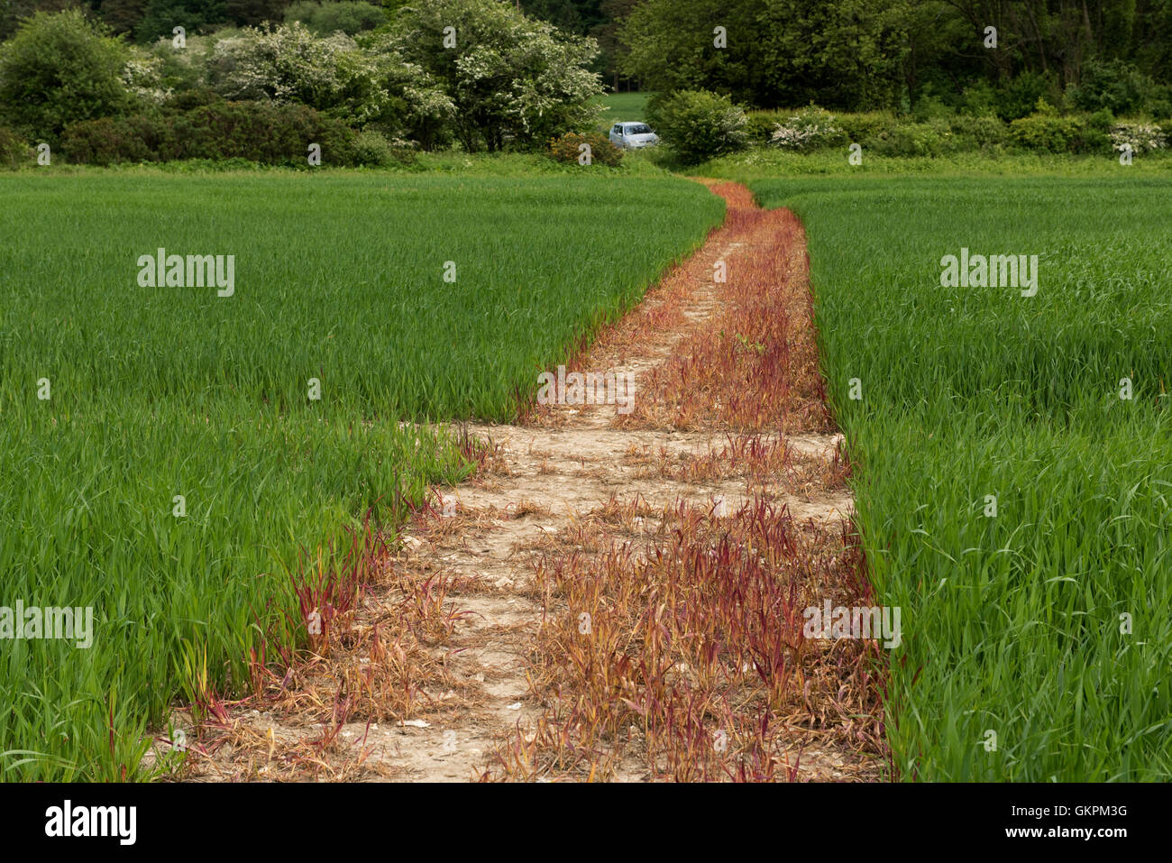 Ein Fußweg ab mit Glyphosat besprüht und Schnitt durch eine Ernte von jungen Hafer, Juni, Berkshire Stockfoto