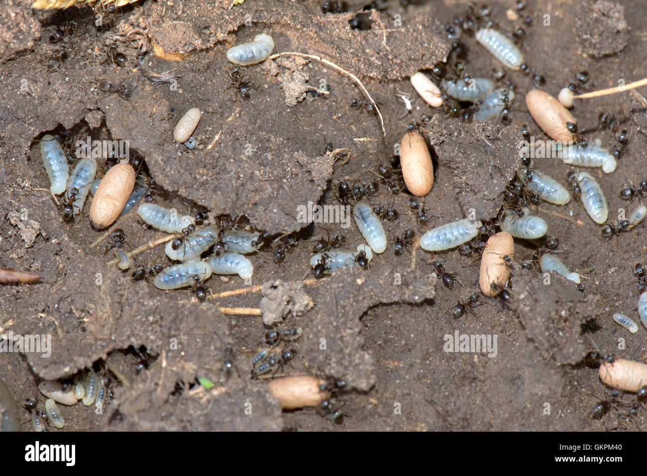 Exponierte Nest von schwarzen Garten Ameisen, Lasius Niger, mit Arbeitnehmern, Larven und Kokons in Tunneln Stockfoto