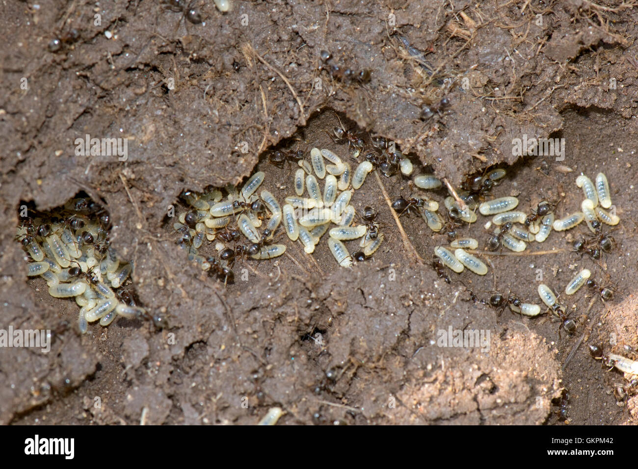 Exponierte Nest von schwarzen Garten Ameisen, Lasius Niger, mit Arbeitnehmern, Larven und Kokons in Tunneln Stockfoto