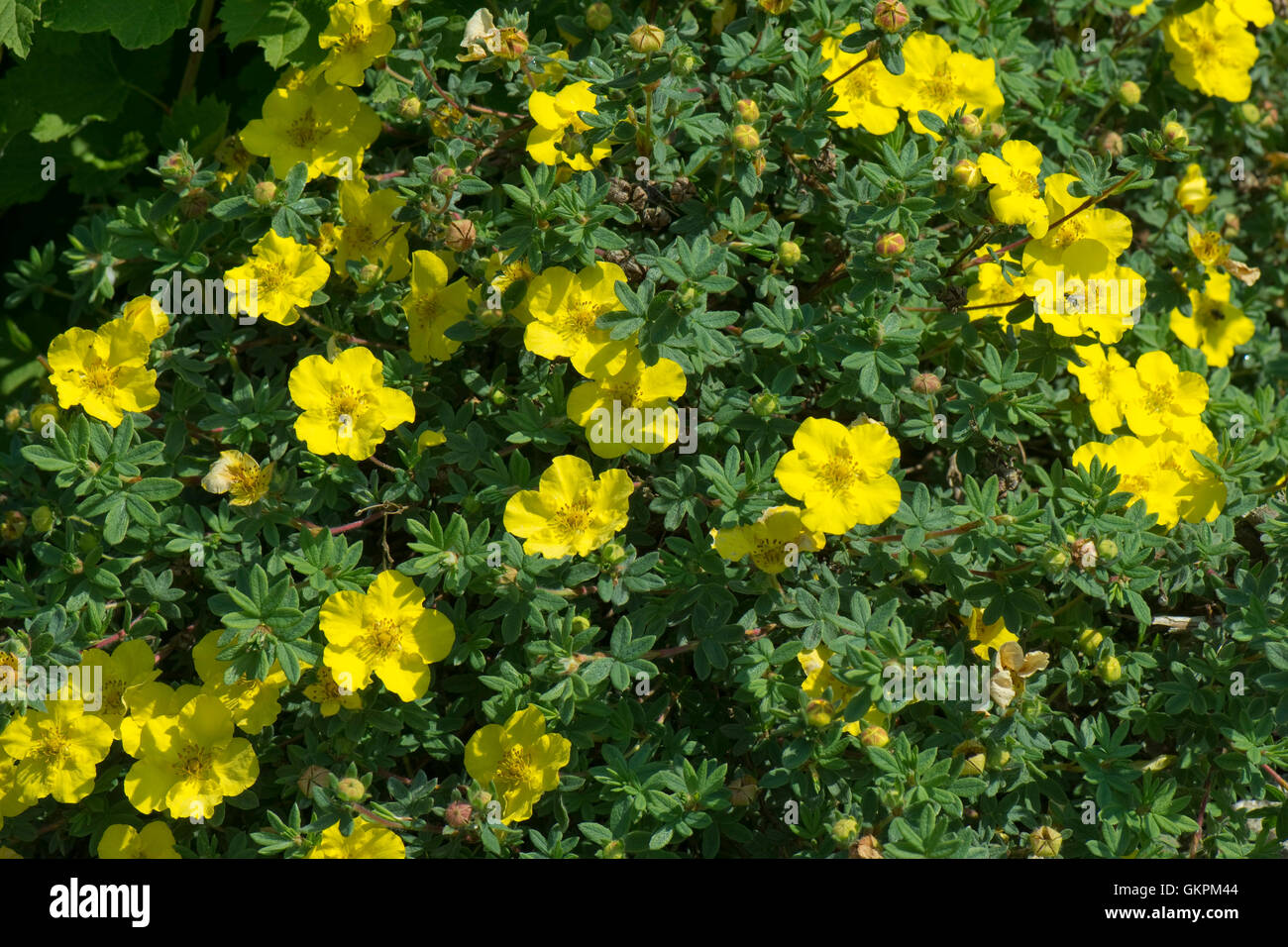 Potentilla Fruticosa Stockfotos Und Bilder Kaufen Alamy