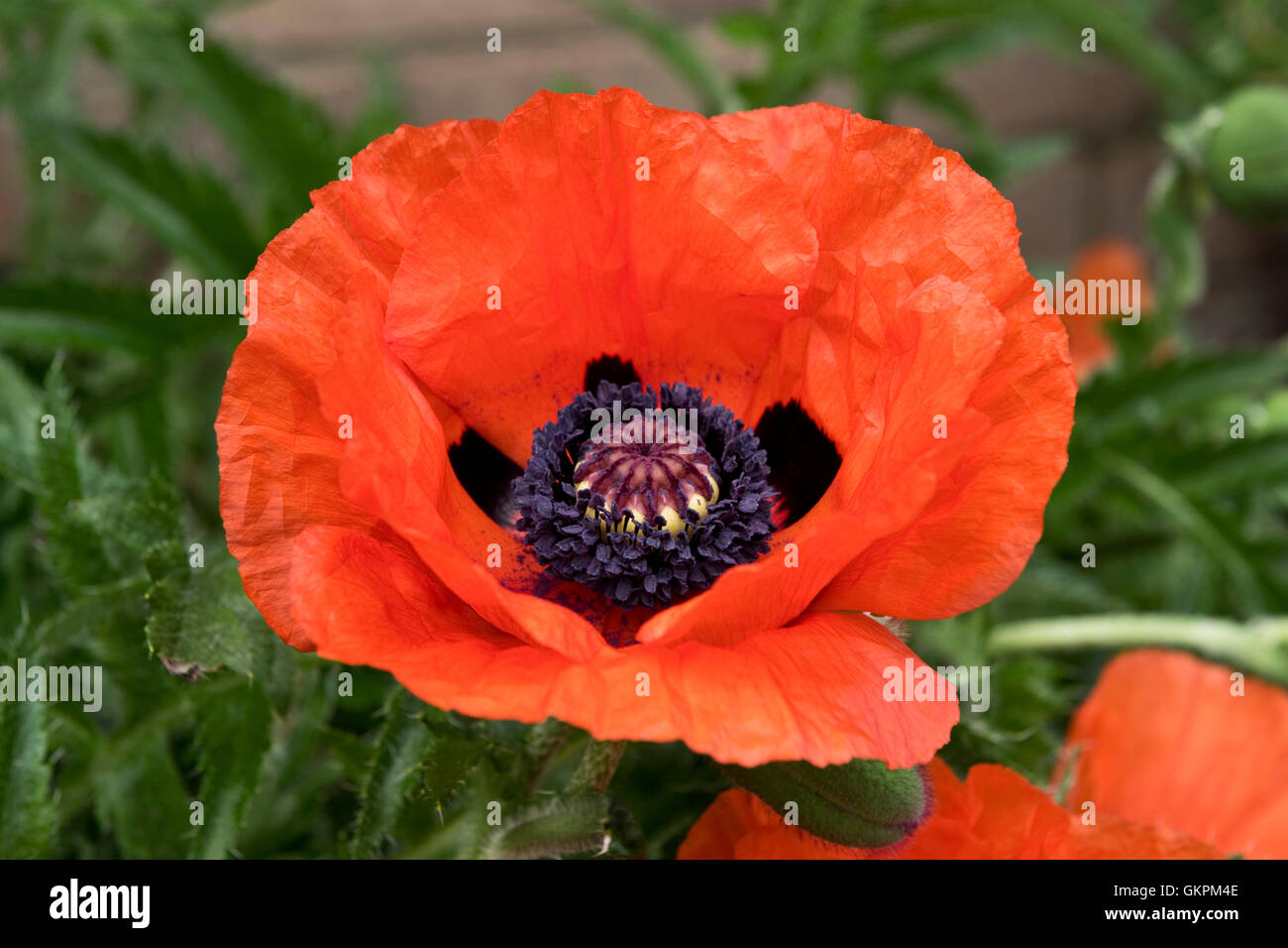 Große rote Blume eine orientalische Mohn, Papaver Orientalis, mit einer dunklen Markierungen und junge Staubbeutel Stockfoto
