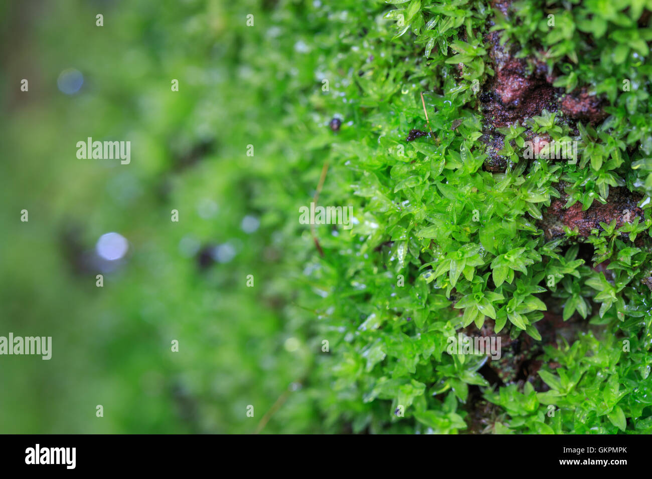 grünes Moos wachsen auf alten Felsen in der Natur Stockfoto