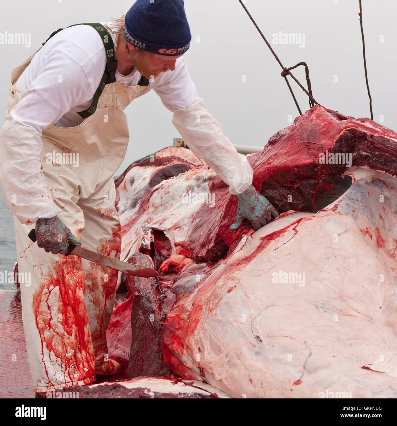 Minke Whale Hunt, Fischer, die Häutung des Wals an Bord der Hrafnreydur KO-100, Walfangschiff, Island Stockfoto