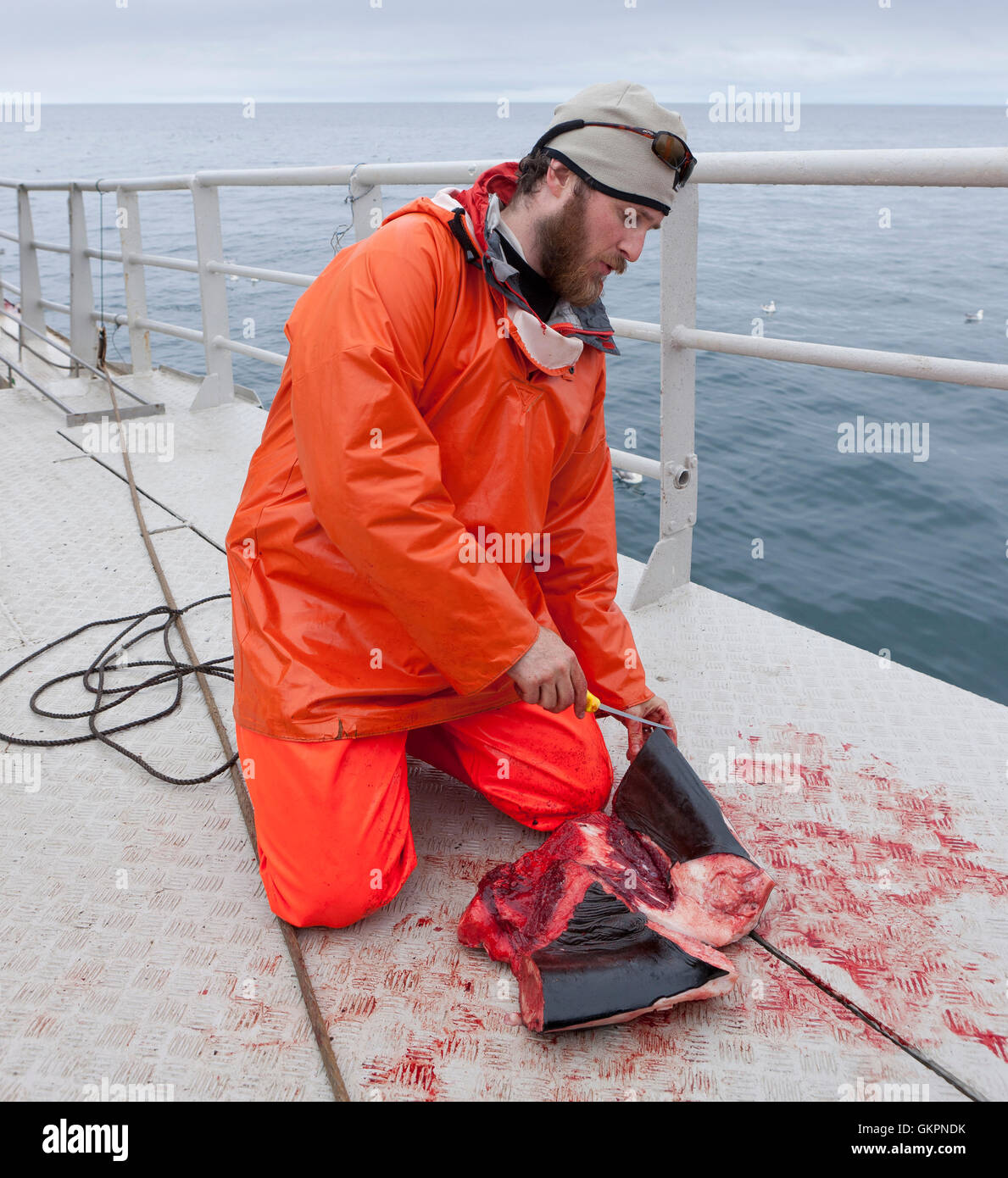 Wissenschaftlicher Mitarbeiter schneidet eine Stück Fleisch aus einem Zwergwal, Hrafnreydur KO-100, Walfangschiff, Island Stockfoto