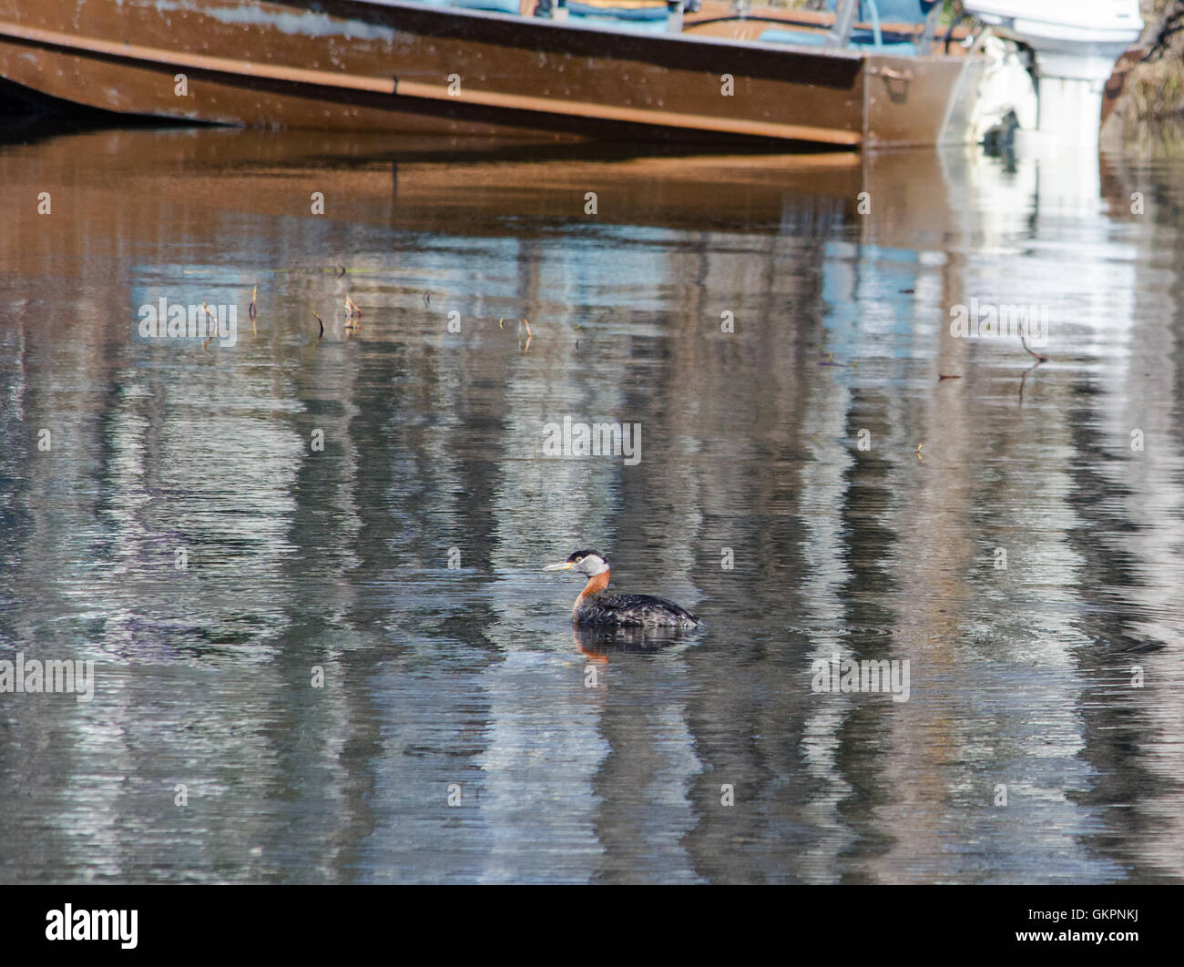 Red necked Grebe schwebt in den Überlegungen der einen nahe gelegenen Ufer. Stockfoto