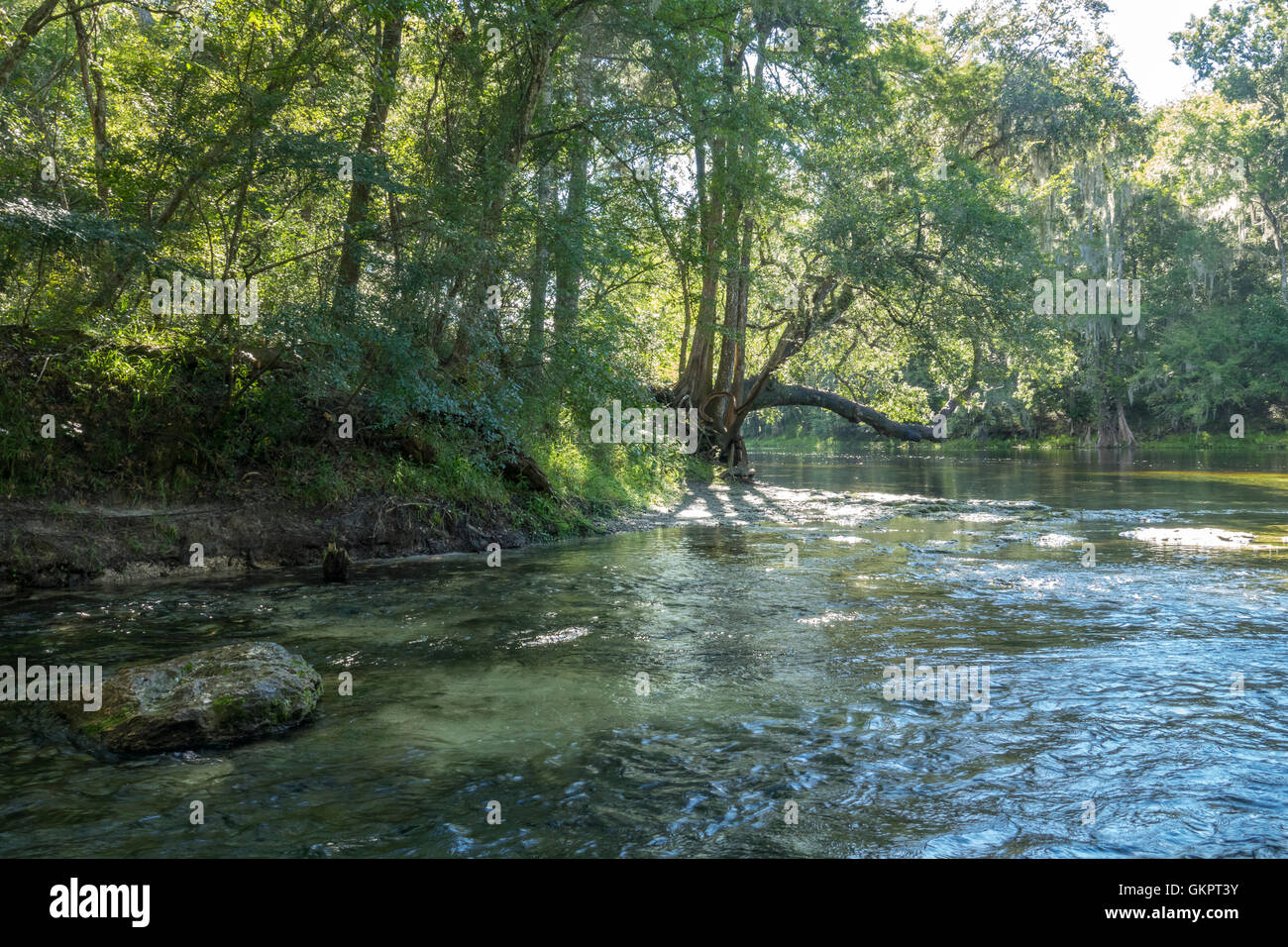 Zusammenfluss von Poe Federn ausgeführt und Santa Fe River, Gilchrist County, Florida Stockfoto