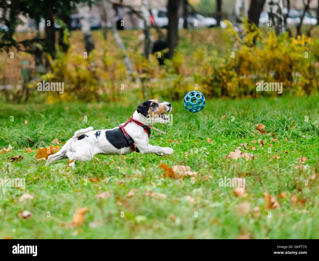 Jack Russell Terrier Hund Ball Fangt Im Herbst Park Stockfoto