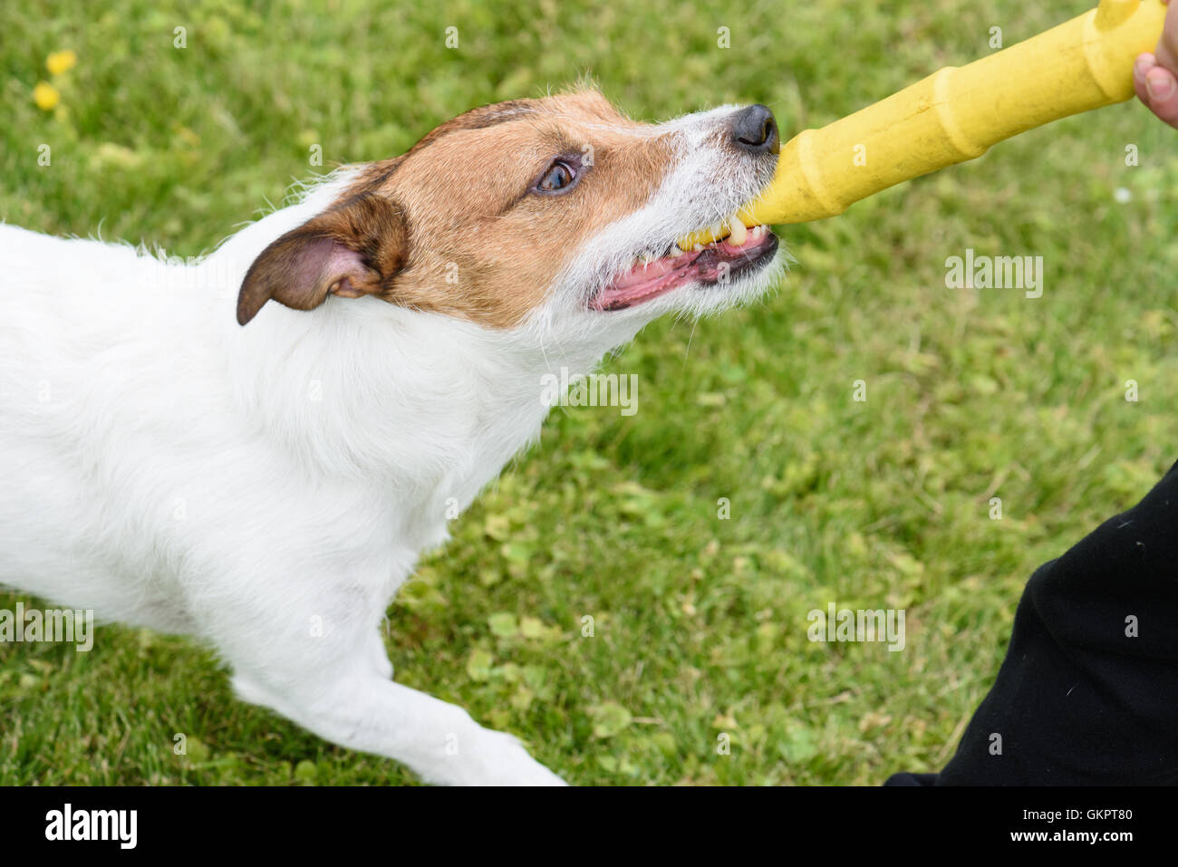 Hund und junge spielt mit gelben Spielzeug-Kautschuk-stick Stockfoto