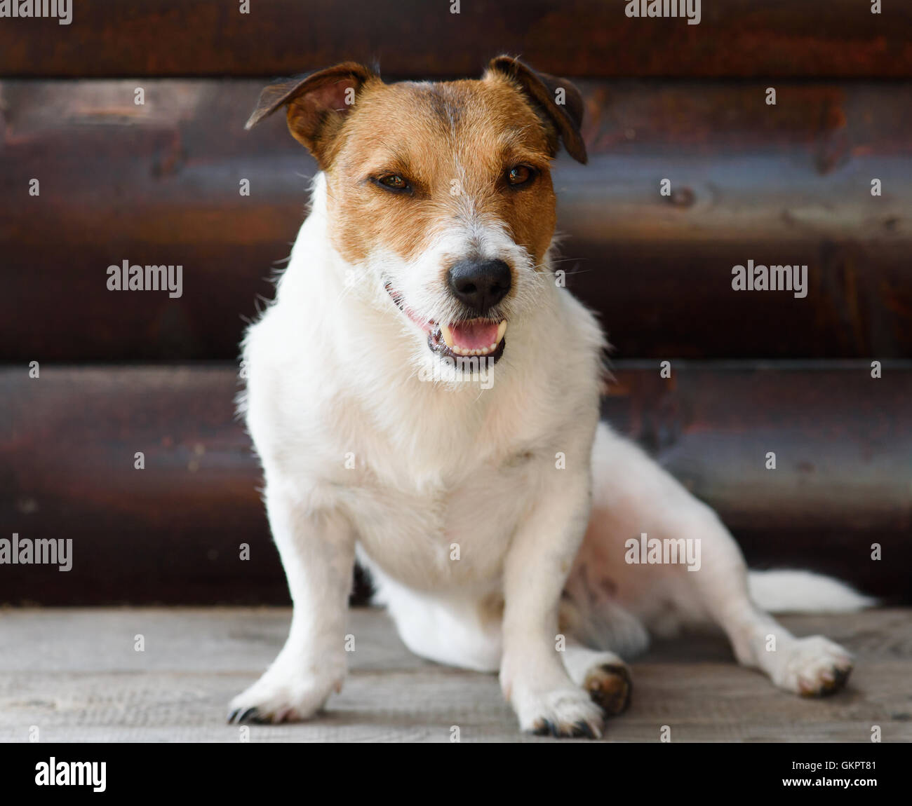 Hund mit Rest im Schatten der Veranda aus Holz an heißen Sommertag Stockfoto