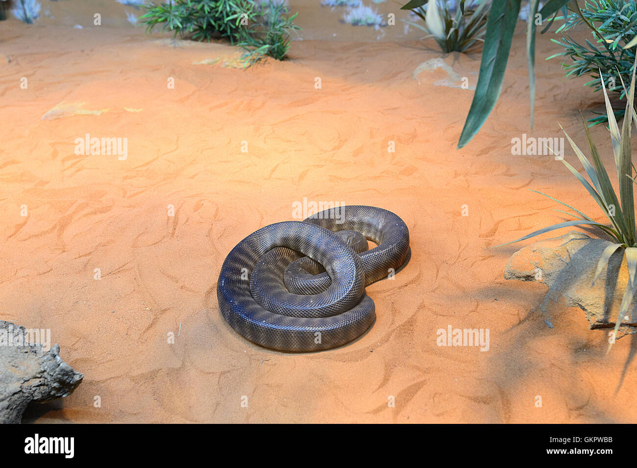 Woma Python (Aspidites ramsayi) oder Ramsay's Python oder Sand Python, Australien Stockfoto