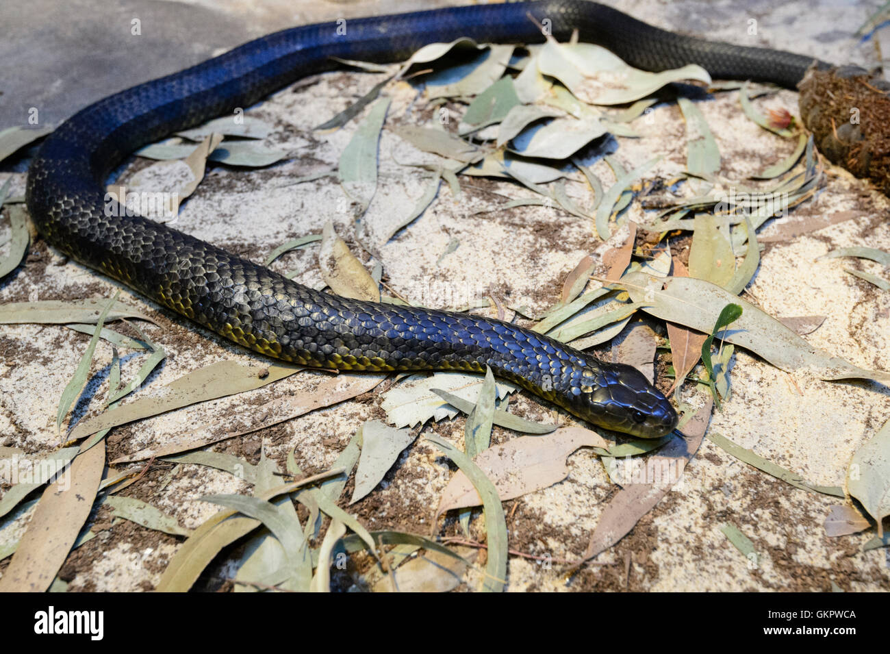 Tiger Snake (Notechis Scutatus), Australien Tiger Schlangen sind eine Art von Giftschlange in südlichen Regionen von Australien gefunden Stockfoto