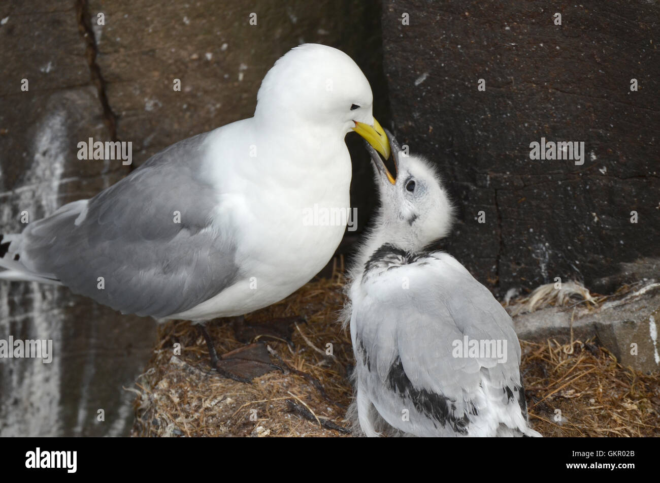 Seagull Nest im Norden Island Stockfoto