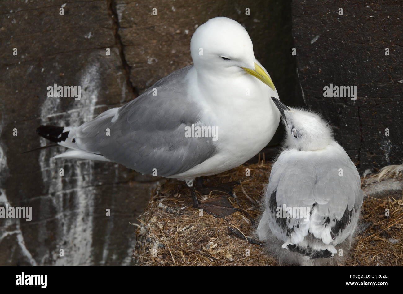 Seagull Nest im Norden Island Stockfoto