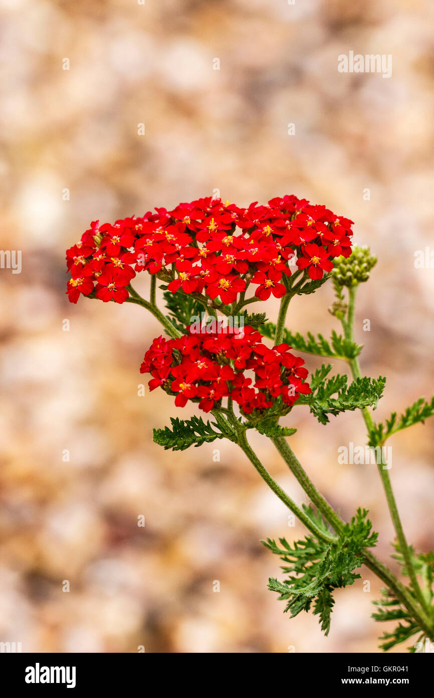 Achillea Millefolium "The Beacon" close-up Blüte Stockfoto