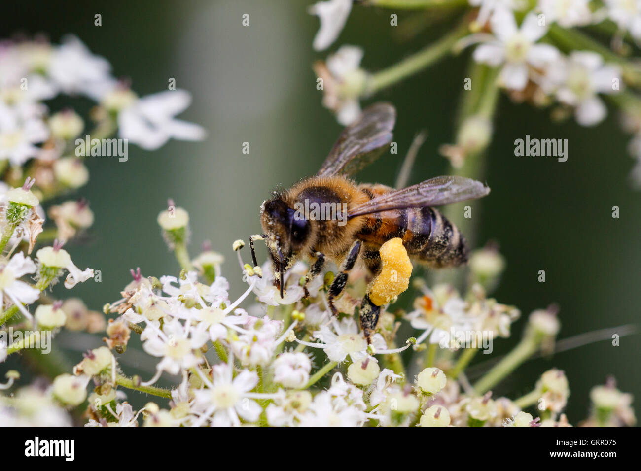 Westlichen Honig Biene Apis Mellifera Erwachsenen auf Stängelpflanzen Blume mit voller Pollen sacs Stockfoto
