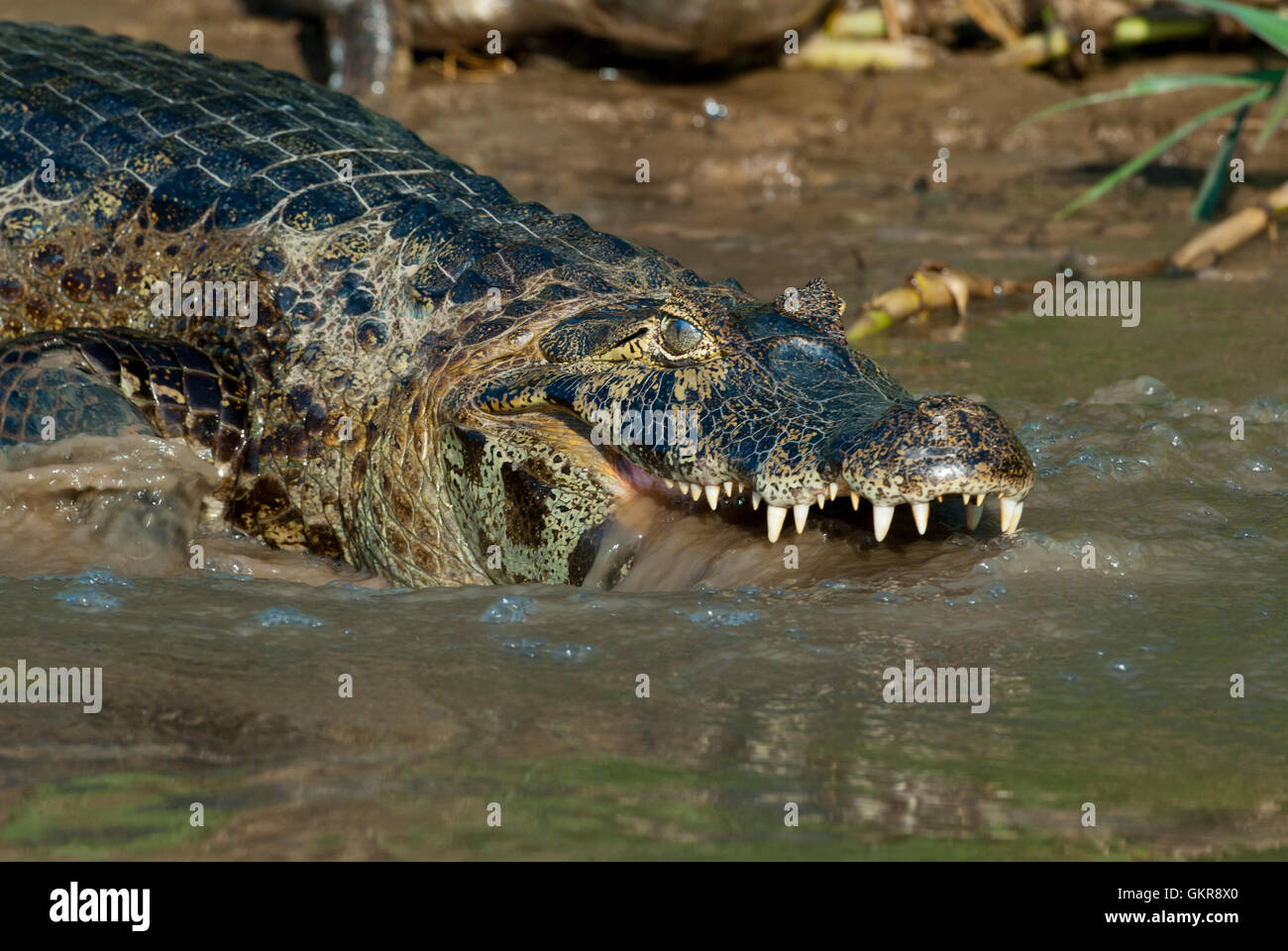 Yacare Kaiman (Caiman Yacare) mit dem Kopf in einem Fluss im Pantanal, Brasilien Stockfoto