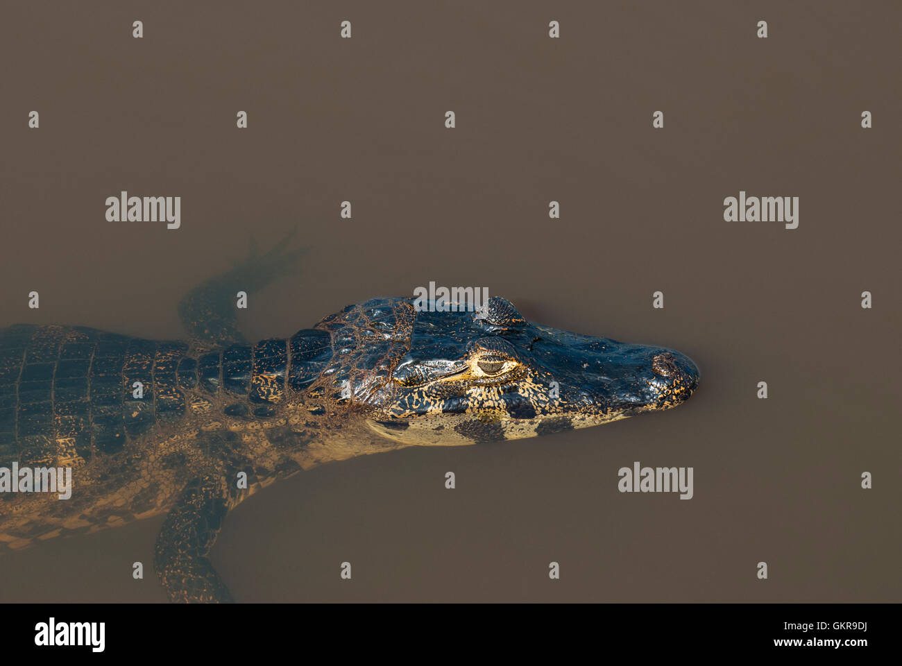 Yacare Kaimane (Caiman yacare) in einem Teich im Pantanal, Brasilien Stockfoto
