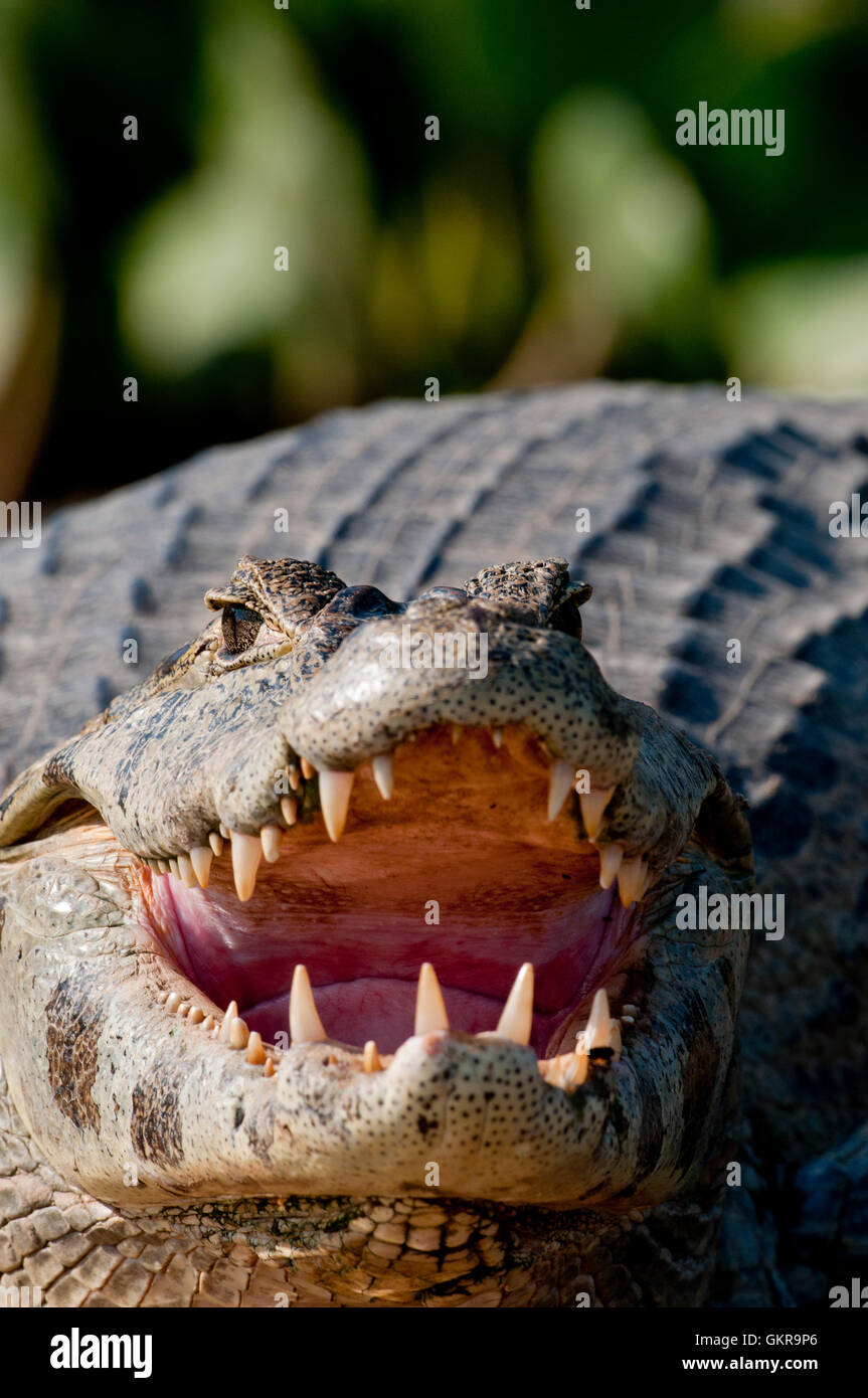 Yacare Kaiman (Caiman Yacare) Mund klaffende (Thermoregulation) im Pantanal, Brasilien Stockfoto