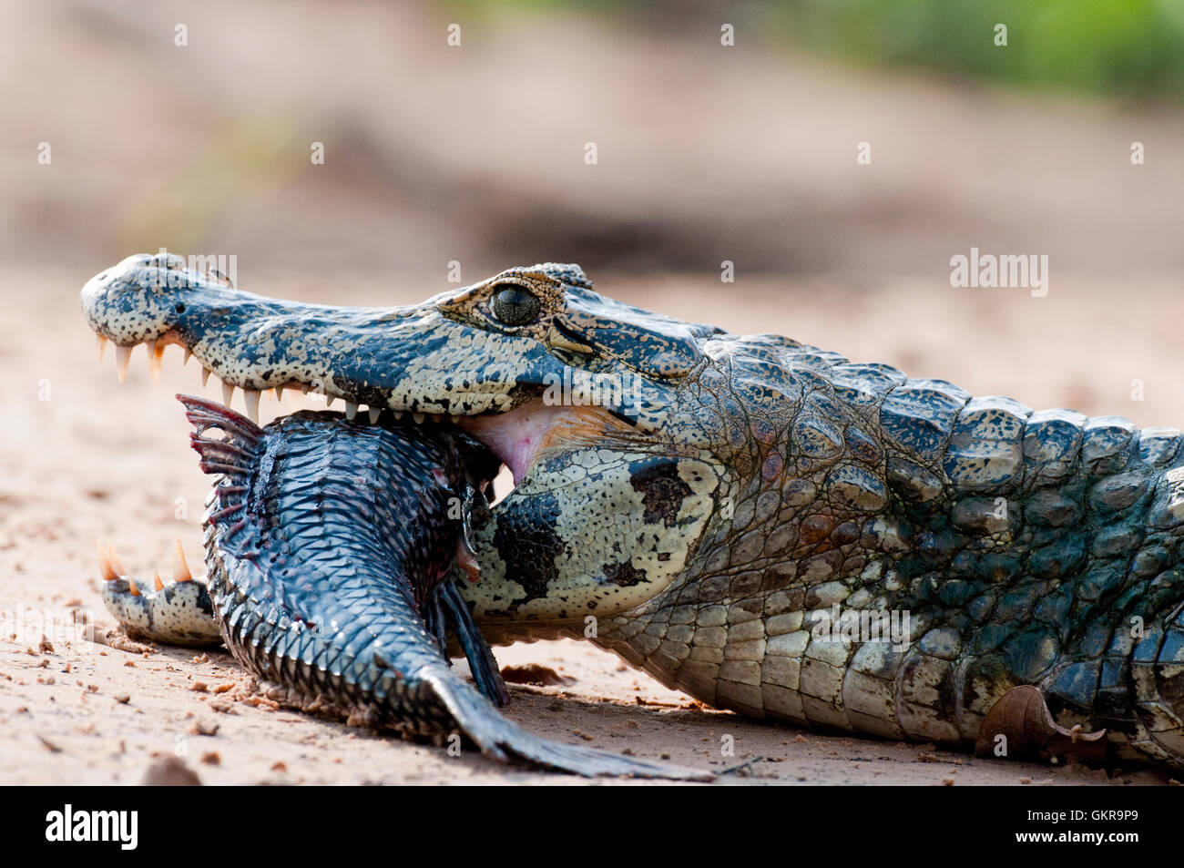Yacare Kaimane (Caiman yacare) mit frisch gefangenem Fisch Stockfoto