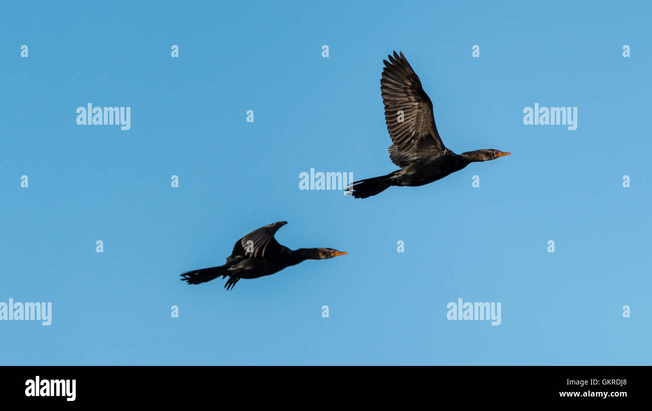 Zwei afrikanische Darter im Flug mit den afrikanischen Sonnenuntergang beleuchten sie wunderschön Stockfoto