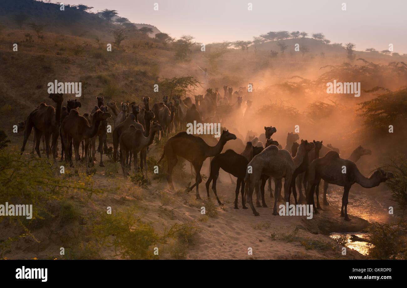 Kamele auf dem Weg nach Pushkar Mela bei Sonnenuntergang, Pushkar Camel Fair, Rajasthan, Indien Stockfoto