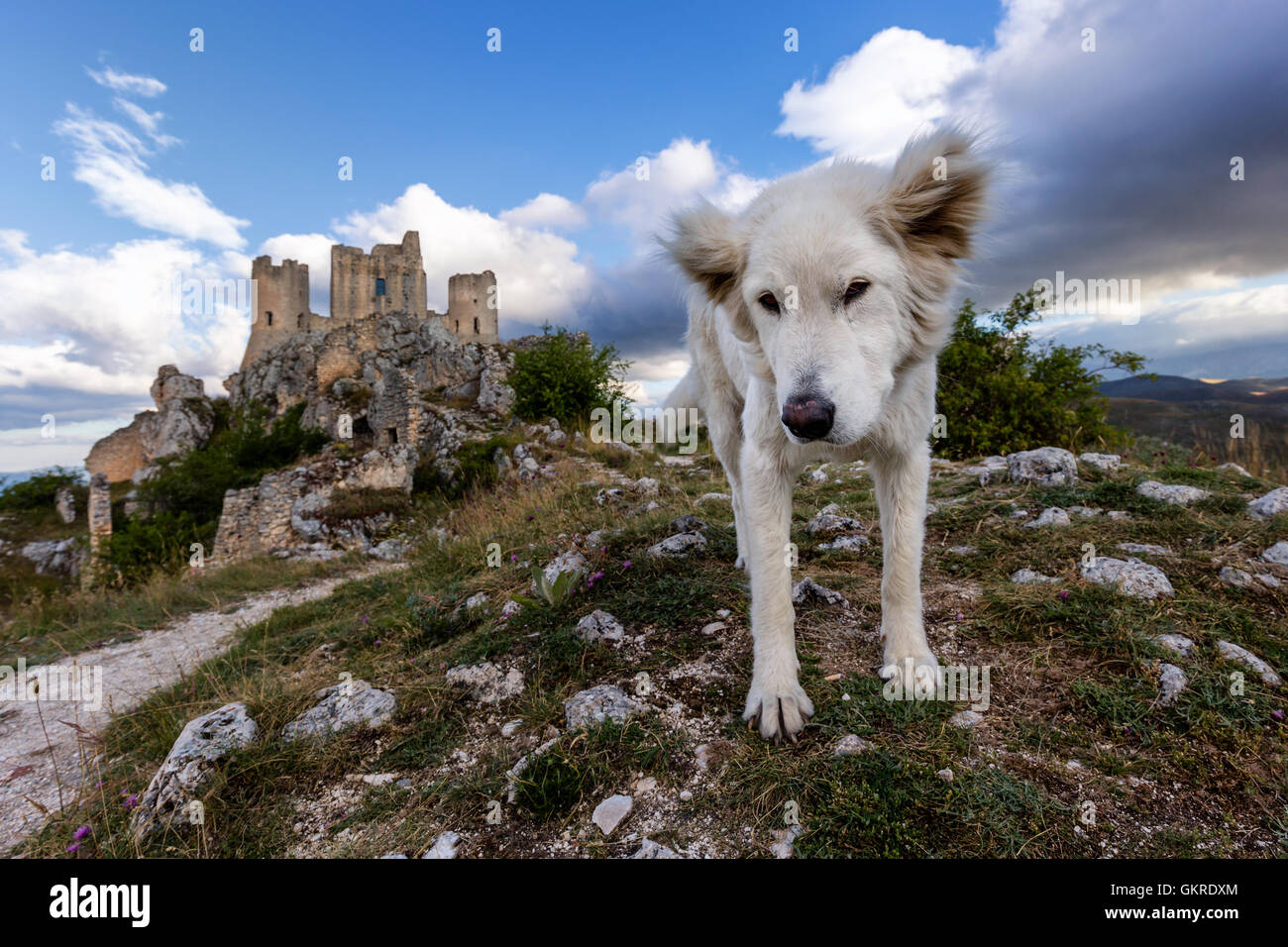 Ein Maremma Schäferhund vor Rocca Calascio, Gran Sasso, Abruzzen, Italien Stockfoto