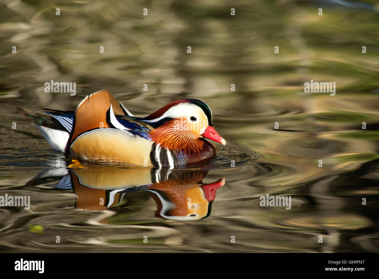 Mandarin Entendrake auf hellem Wasser Stockfoto