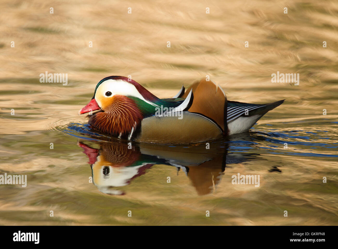 Mandarin Entendrake auf hellem Wasser Stockfoto