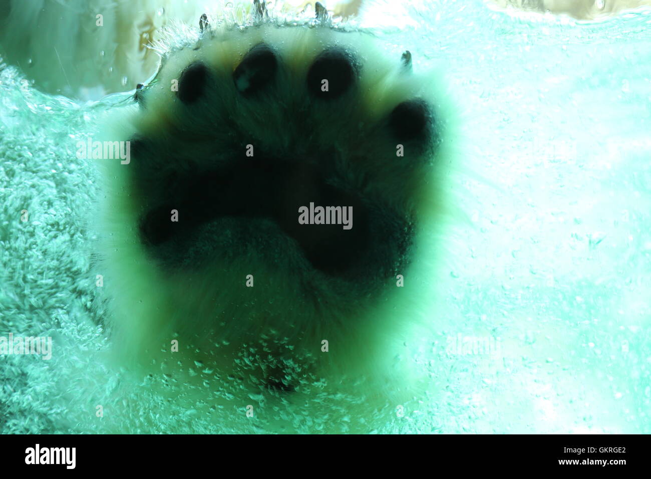Polar Bear Paw im Wasser Stockfoto