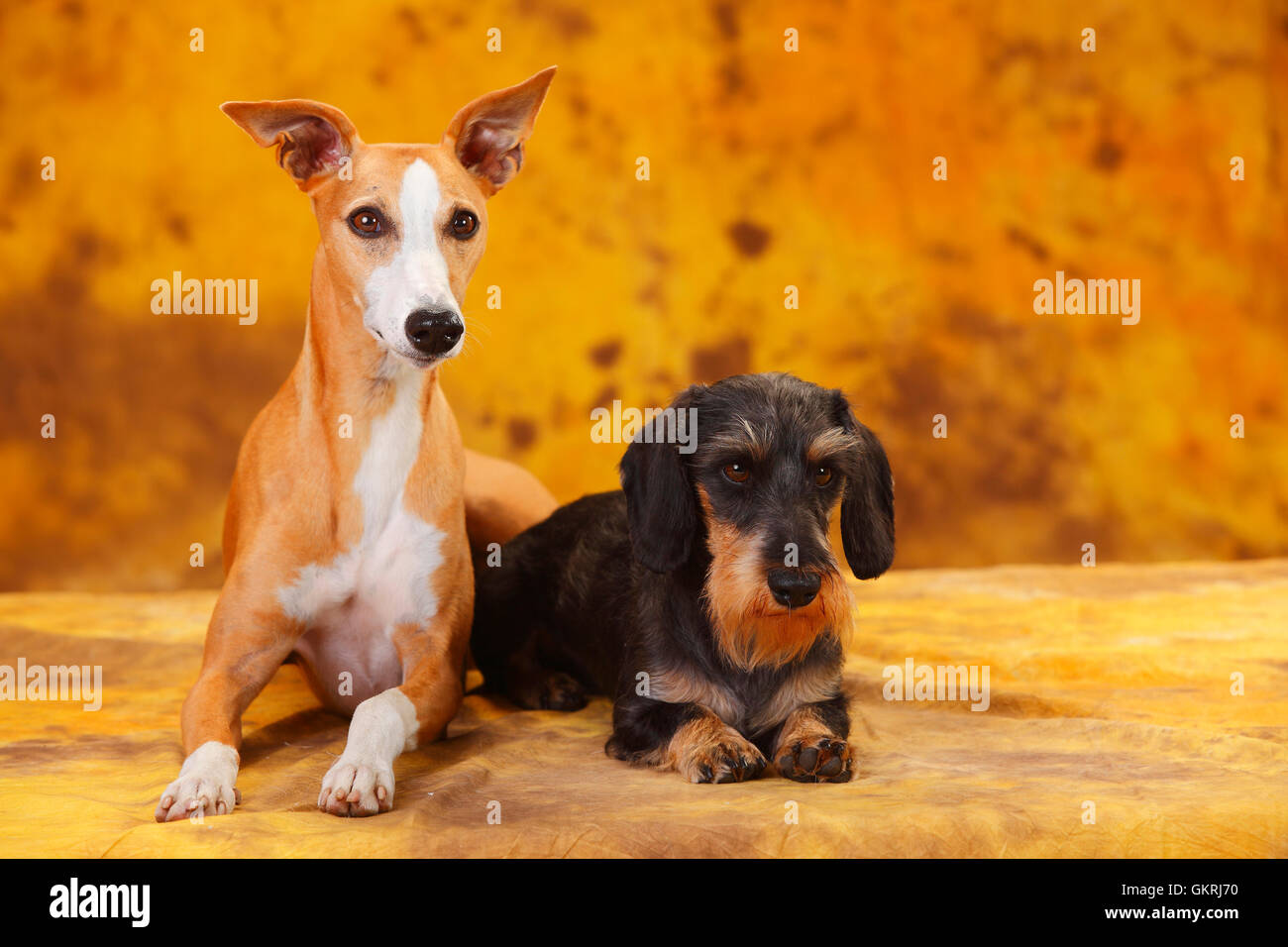 Drahthaar Zwergdackel und Whippet | Zwergrauhaardackel Und Whippet Stockfoto