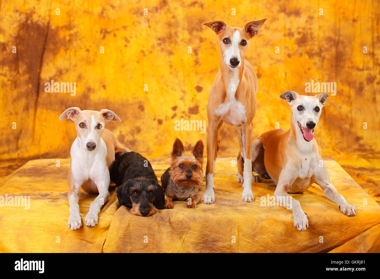 Whippet, Yorkshire Terrier und Zwergdackel Drahthaar | Yorkshire Terrier, Zwergrauhaardackel Und Whippet Stockfoto