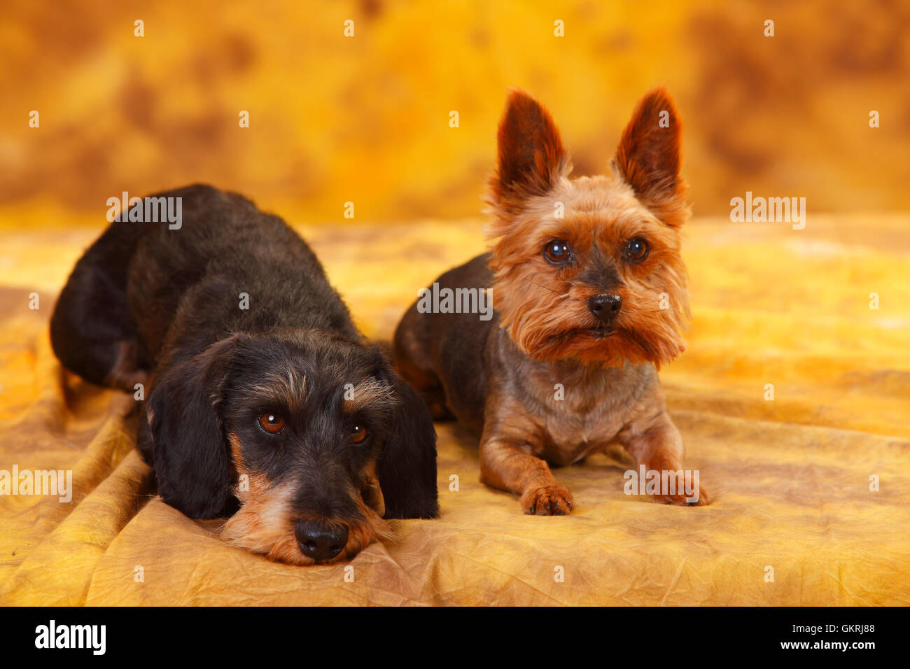 Yorkshire-Terrier und Miniatur Drahthaar Dackel | Yorkshire-Terrier Und Zwergrauhaardackel Stockfoto
