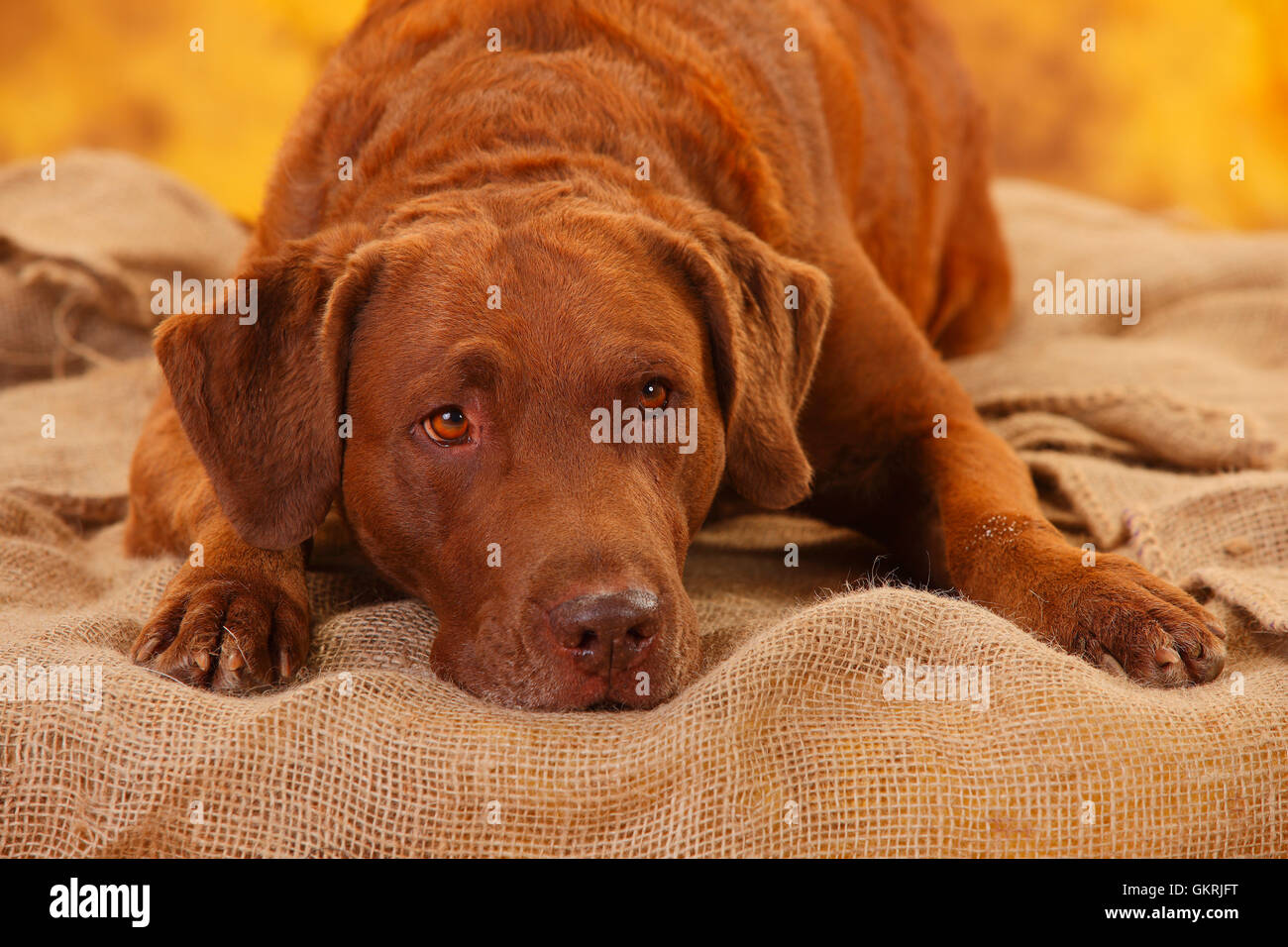 Chesapeake Bay Retriever, Rüde, 6 Jahre | Chesapeake Bay Retriever, Ruede, 6 Jahre Stockfoto