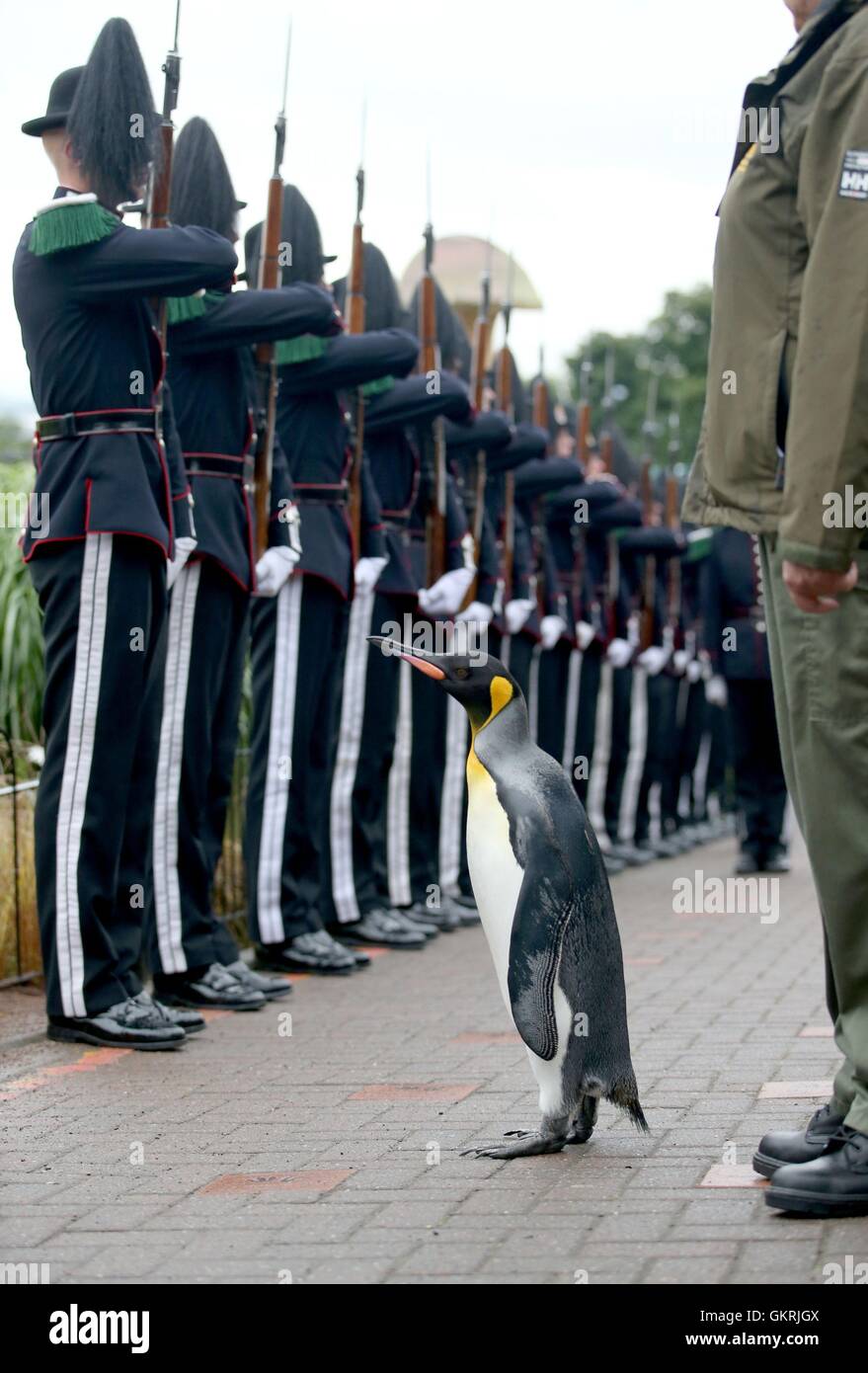 Uniformierte Soldaten der König von Norwegen Guard Parade zur Einsichtnahme durch ihr Maskottchen, König Pinguin Nils Olaf, ein Ritterschlag in 2008 um RZSS Edinburgh Zoo, verliehen wurde, wie sie des Pinguins Förderung und neue Titel von âÂ €ÂœBrigadier Sir Nils OlavâÂ verkünden €Â. Stockfoto