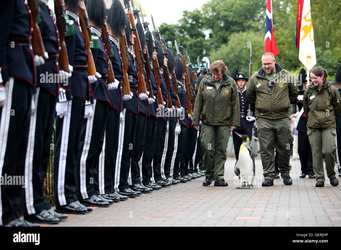 Uniformierte Soldaten des Königs von Norwegen Garde Parade für die Inspektion durch ihr Maskottchen, König Pinguin Nils Olaf, der erhielt einen Ritterstand im Jahr 2008, im RZSS Edinburgh Zoo, wie sie verkünden, die Förderung des Pinguins und neue Titel '¢ € œBrigadier Sir Nils Olav'¢ €. Stockfoto