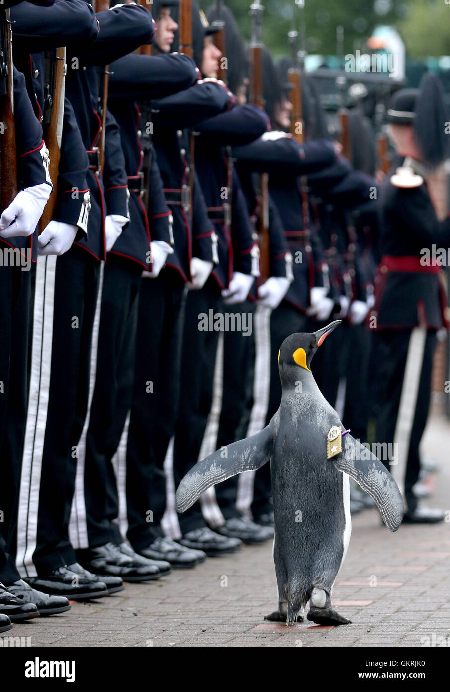 Uniformierte Soldaten der Kaisergarde des Königs von Norwegen Parade zur Inspektion durch ihr Maskottchen, König Pinguin Nils Olaf, der eine Ritterschaft im Jahr 2008 erhielt, im RZSS Edinburgh Zoo, als sie verkünden die Pinguin-Förderung und den neuen Titel von &acirc; € œBrigadier Sir Nils Olav&acirc; €. Stockfoto