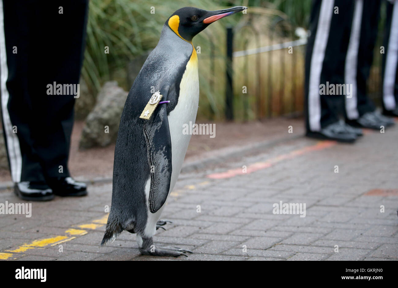 Uniformierte Soldaten des Königs von Norwegen Garde Parade für die Inspektion durch ihr Maskottchen, König Pinguin Nils Olaf, der erhielt einen Ritterstand im Jahr 2008, im RZSS Edinburgh Zoo, wie sie verkünden, die Förderung des Pinguins und neue Titel '¢ € œBrigadier Sir Nils Olav'¢ €. Stockfoto