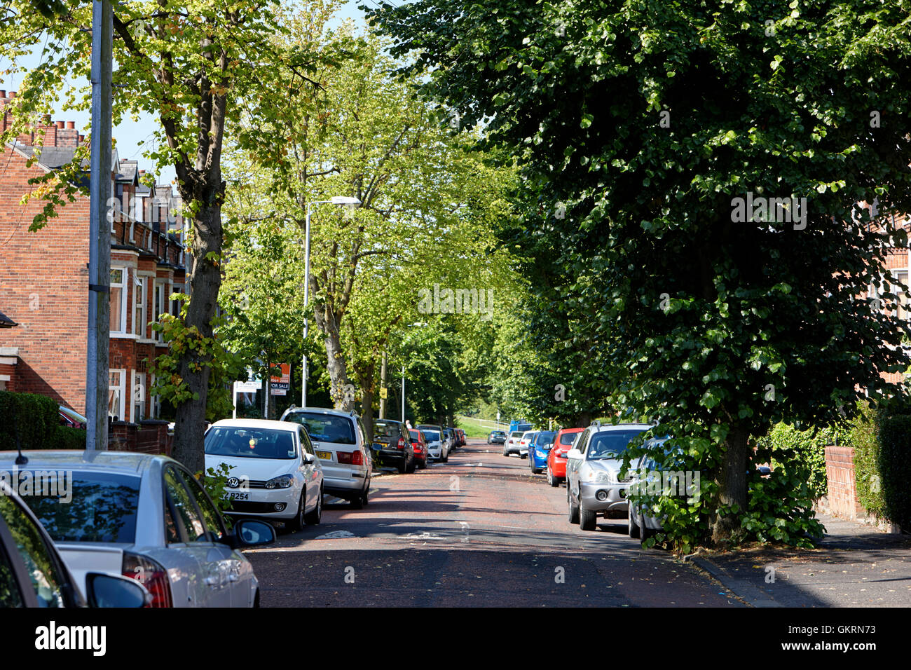 von Bäumen gesäumten Delhi Straße im Bereich Ormeau Road von belfast Stockfoto