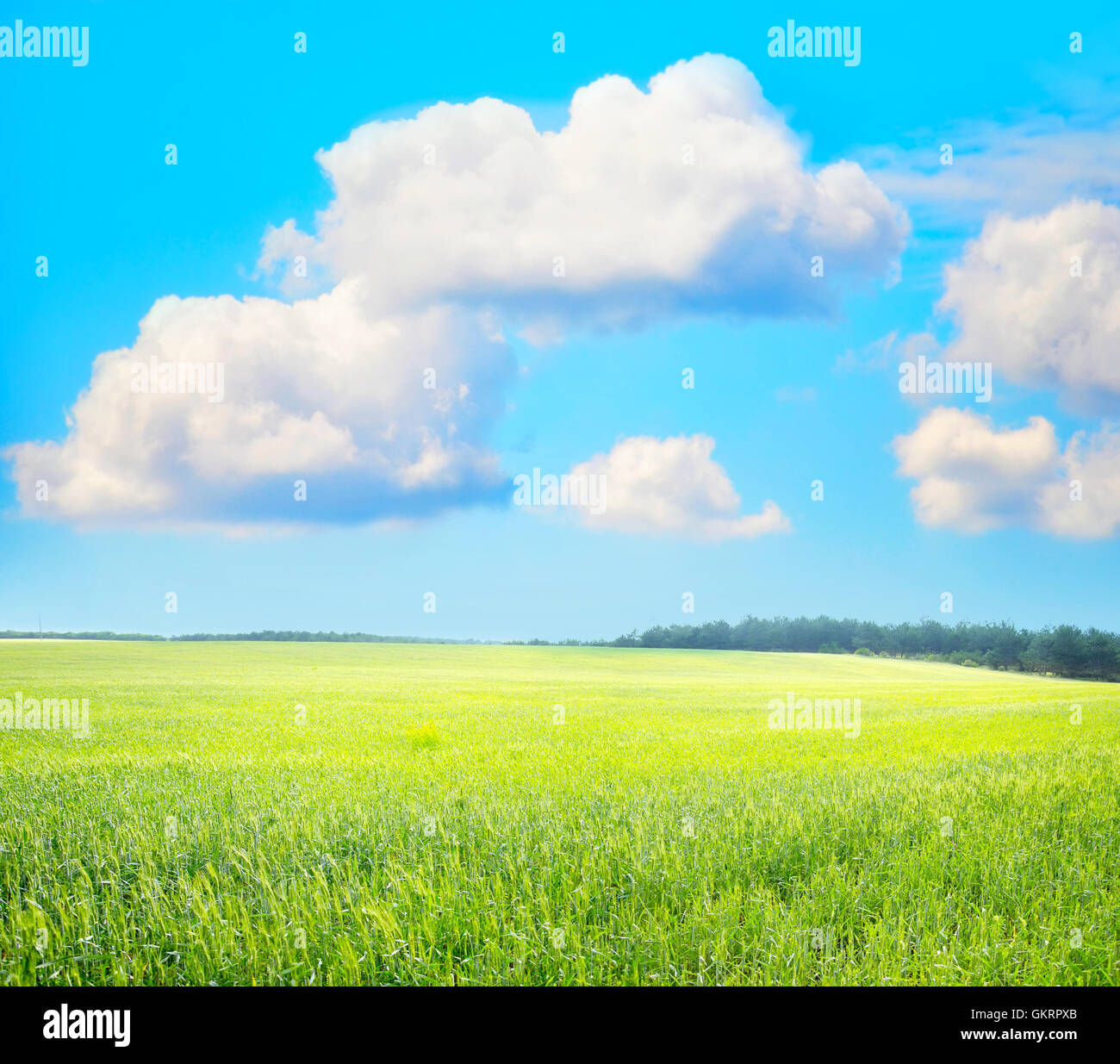 Grünes Feld Stockfoto
